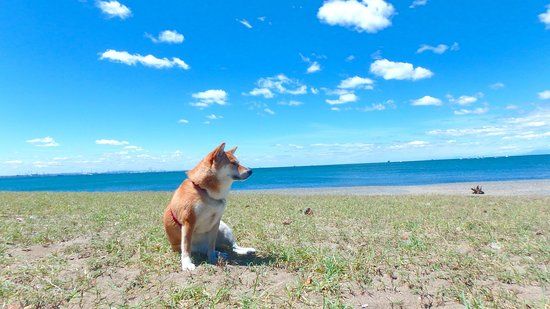Inage Seaside Park Beach Center
